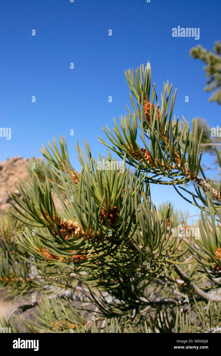 Pine tree and prickly pear cactus hi-res stock photography and images -  Alamy