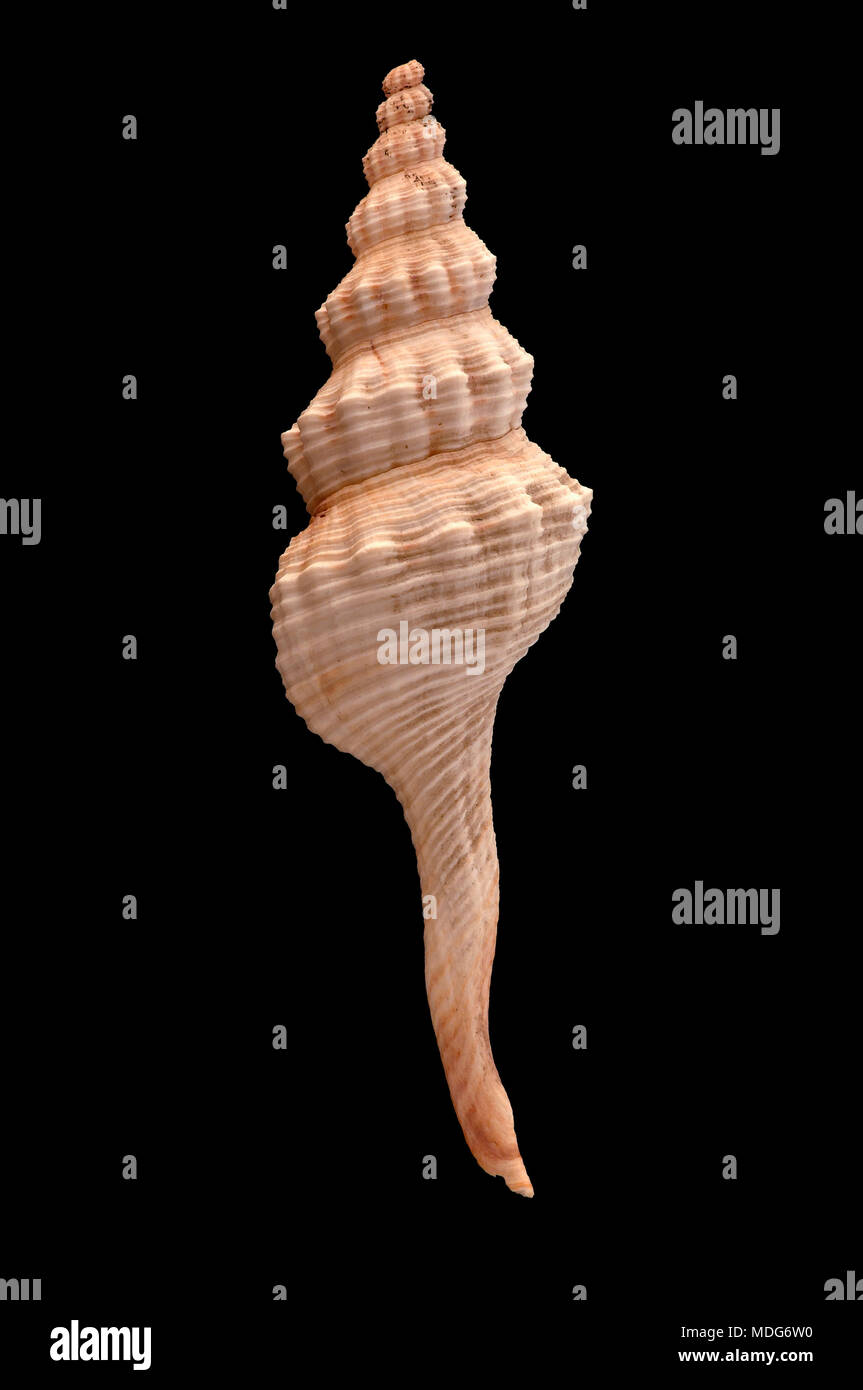 Seashell of Long-tailed Spindle (Fusinus colus), Malacology collection, Spain, Europe Stock Photo