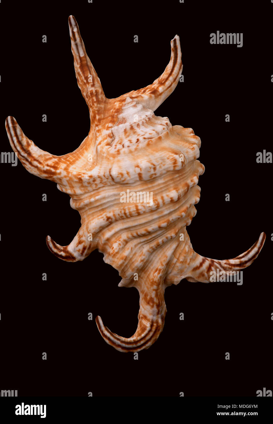Seashell of Arthritic spider conch (Harpago chiragra arthritica), Malacology collection, Spain, Europe Stock Photo