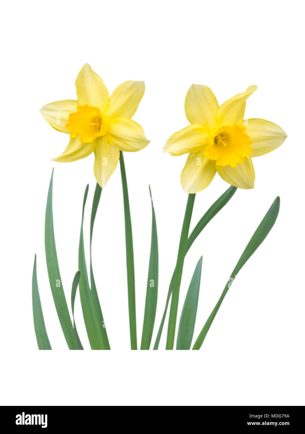 Two yellow daffodil flowers with leaves isolated on white Stock Photo