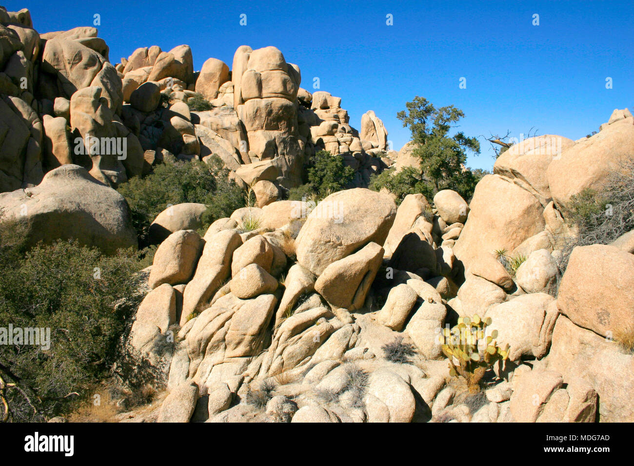 Rock Climb Hidden Valley Big Rocks Prickly Pear Cactus Mojave Desert Joshua Tree National Park Stock Photo