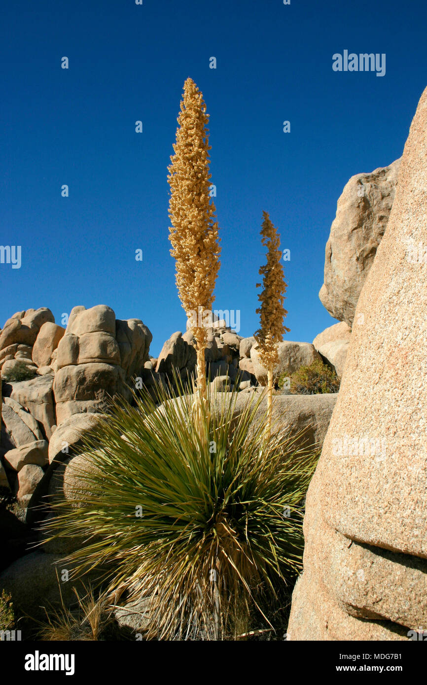 Mojave Desert; Joshua Tree National Park; California Stock Photo