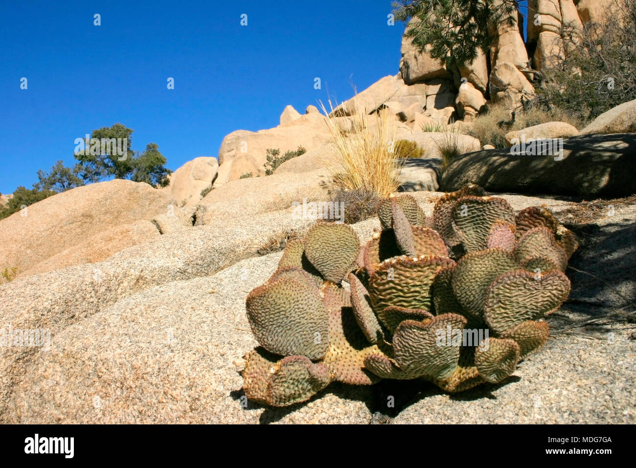 Rock Climb Hidden Valley Big Rocks Prickly Pear Cactus Mojave Desert Joshua Tree National Park, California Stock Photo