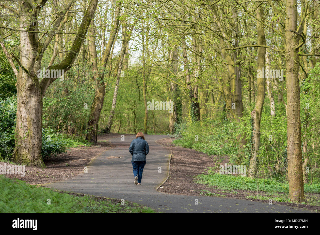 Woodland path. Stock Photo