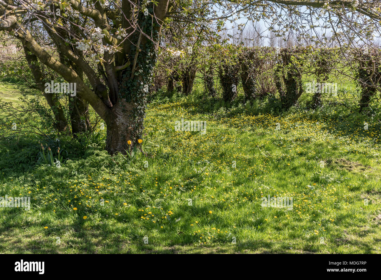 tulipsA patch of buttercups and daisies with a few tulips Stock Photo