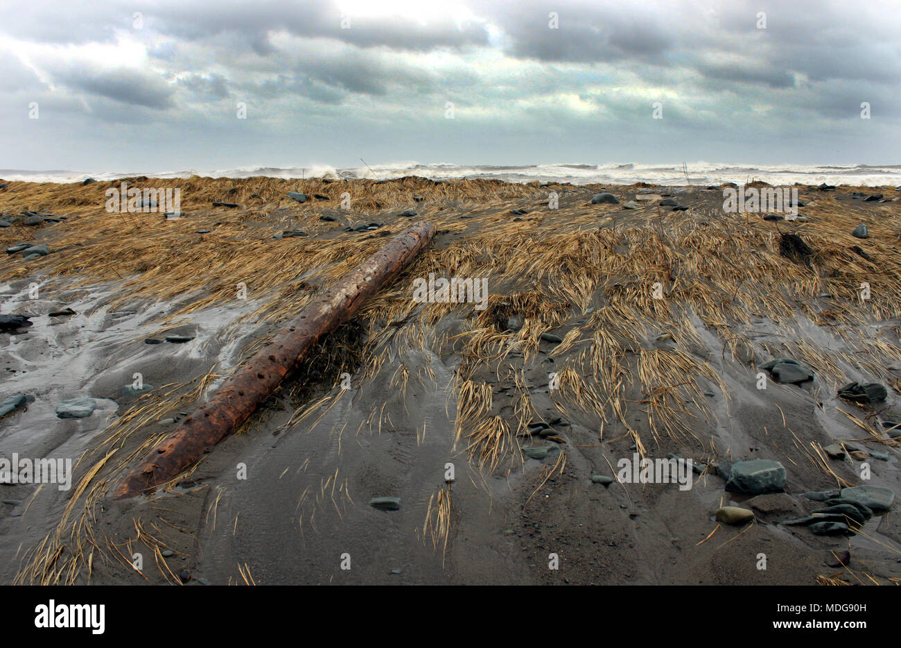 Driftwood log on Long Beach, Lower East Chezzetcook, Nova Scotia, Canada Stock Photo