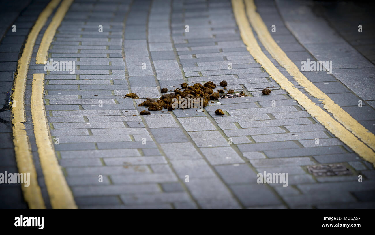 Pile of Horse Manure in middle of road. Stock Photo