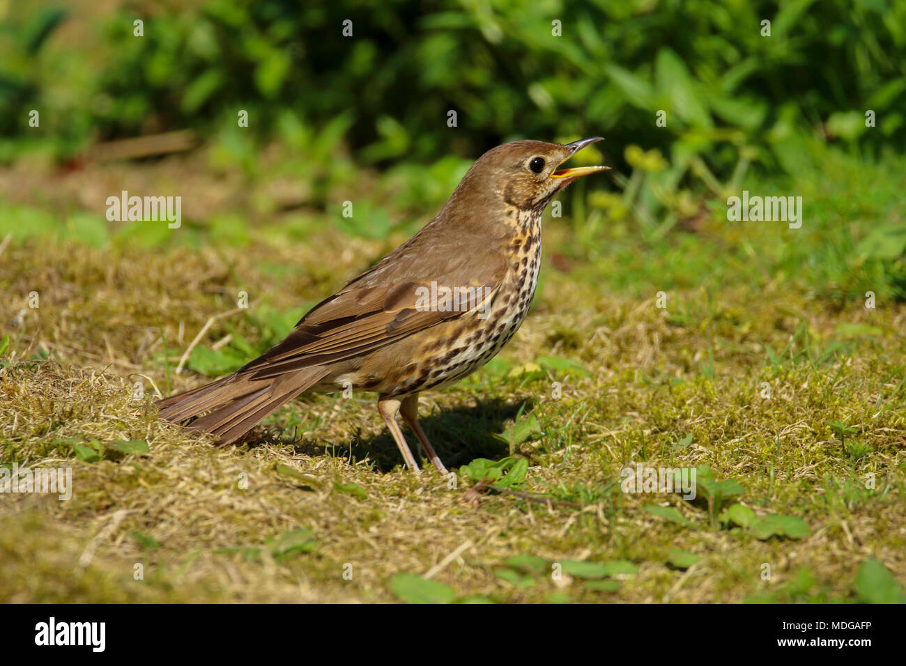 song thrush (turdus philomelos) in the British countryside UK Stock Photo