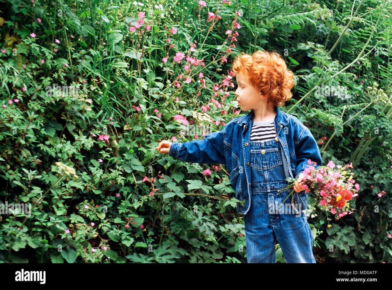 Boy picking wildflowers Stock Photo Alamy