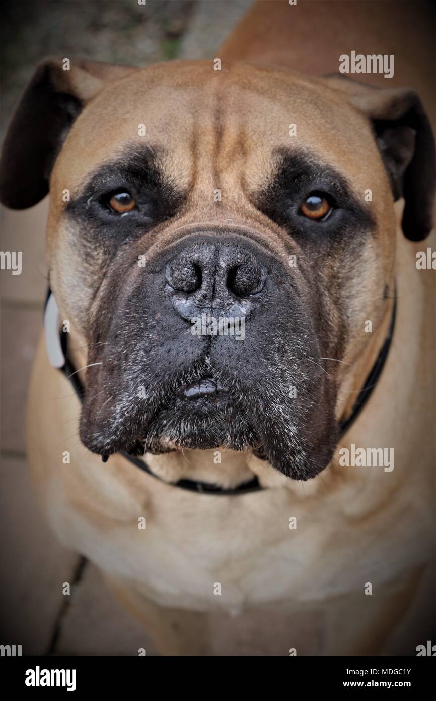 Portrait of 'Shabbo', a mature, rescued Bullmastiff Dog Stock Photo