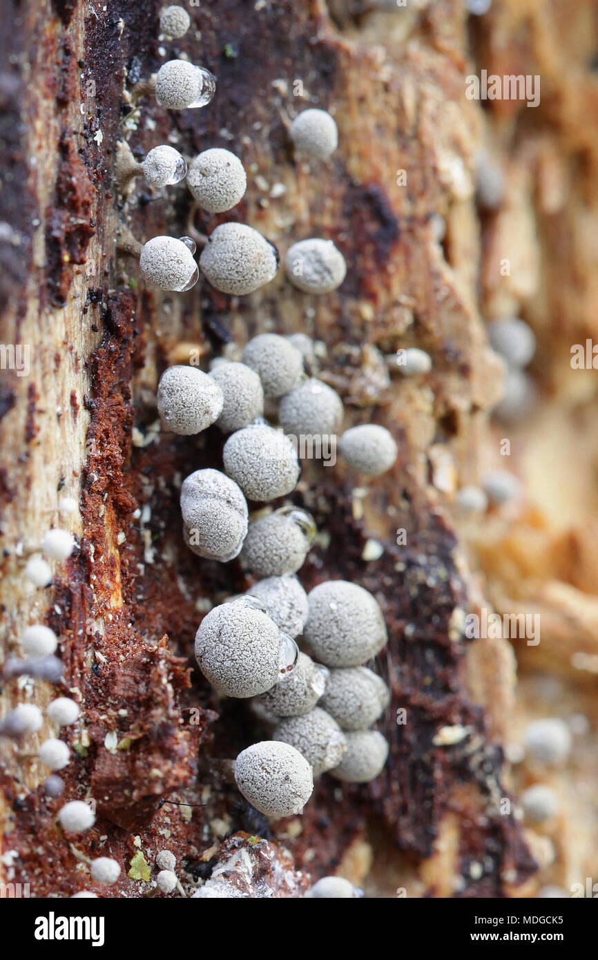 Fenugreek stalkball fungus,  Phleogena faginea Stock Photo