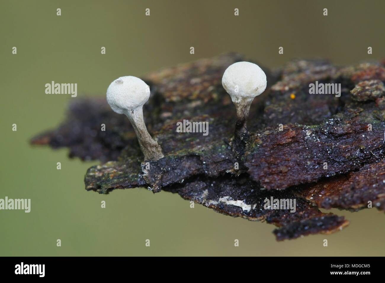 Fenugreek stalkball fungus,  Phleogena faginea Stock Photo