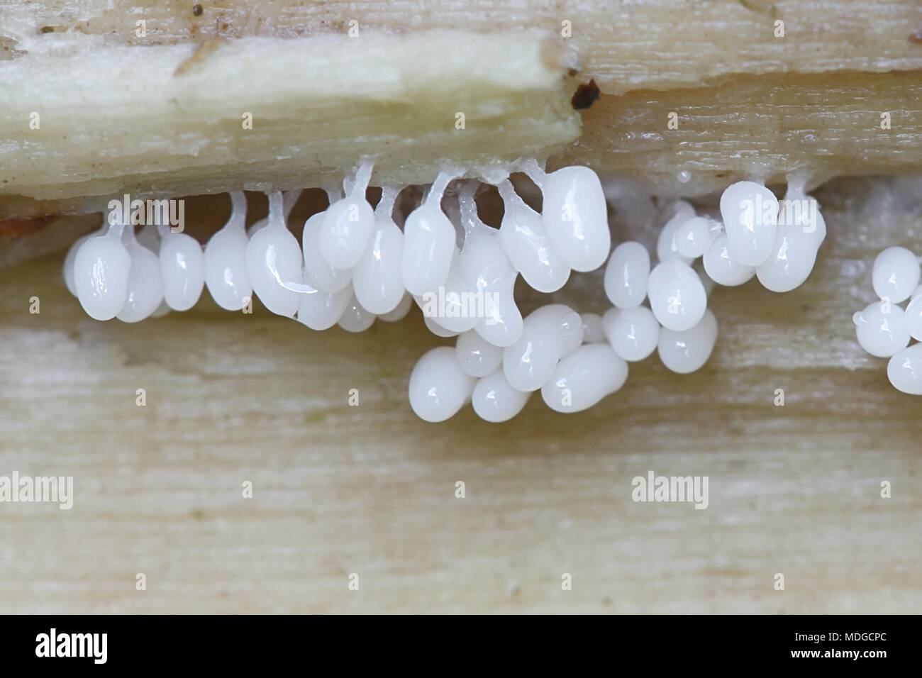 Candy slime mold, Arcyria sp, maturing early development phase Stock Photo