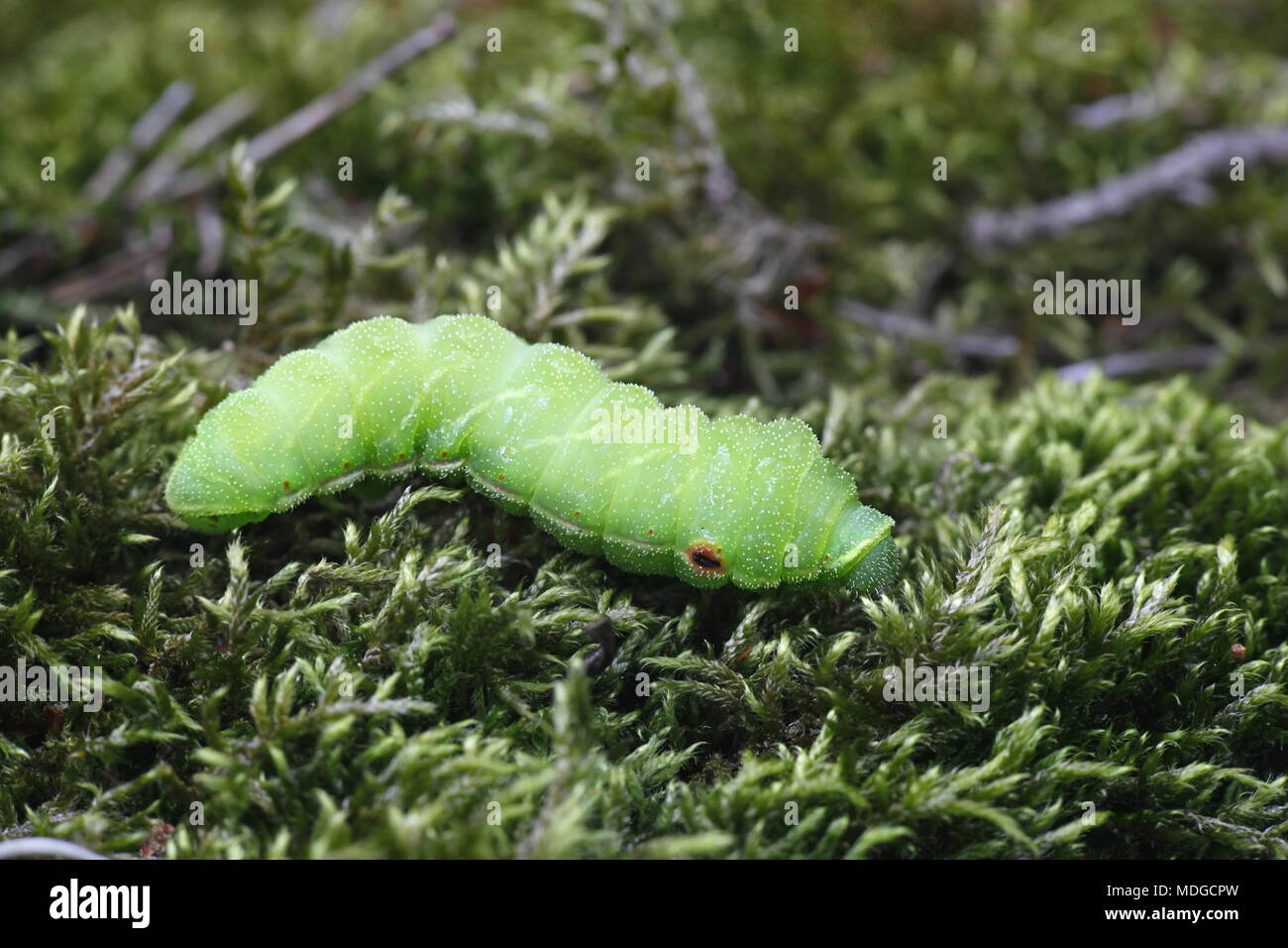 Tau emperor moth caterpillar, Aglia tau Stock Photo