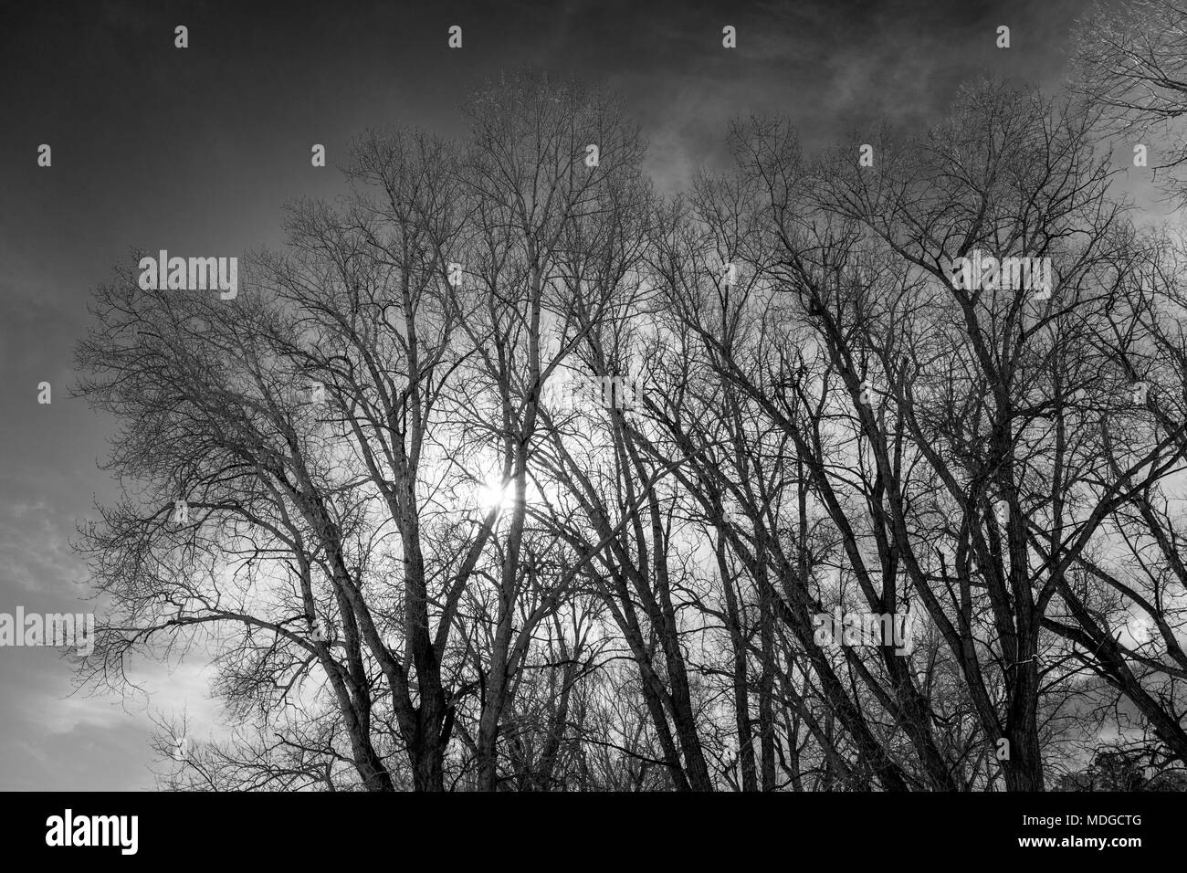 Black And White Trees High Resolution Stock Photography and Images - Alamy