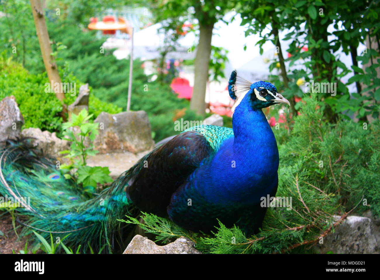 Wildlife beauty hi-res stock photography and images - Alamy