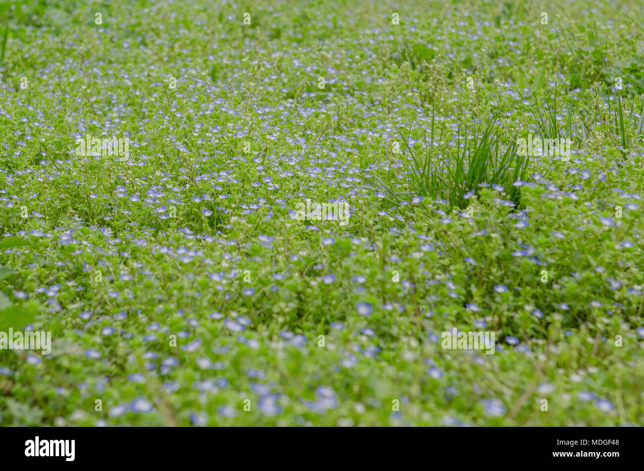 Spring blue flowers blossom on forest glade Stock Photo - Alamy