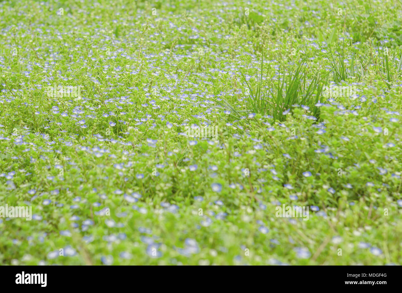 Spring blue flowers blossom on forest glade Stock Photo - Alamy
