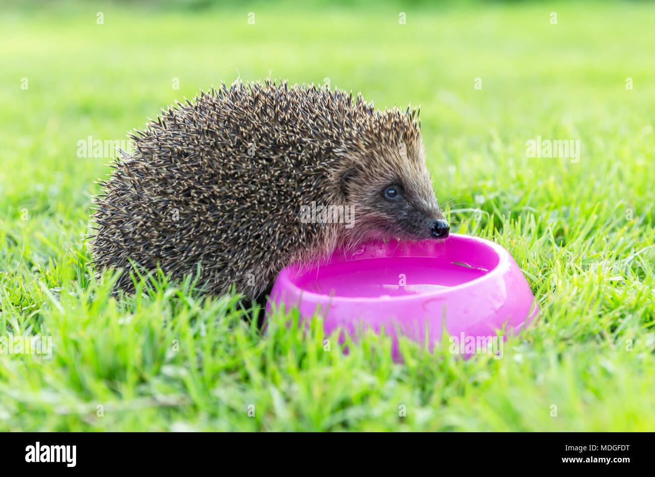 Hedgehog, wild, native European hedgehog drinking water from a pink bowl on green grass.  Horizontal, landscape Stock Photo