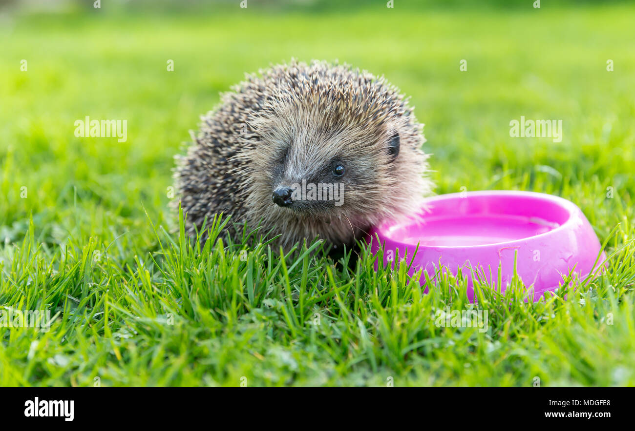 Hedgehog drinking bowl water hires stock photography and images Alamy