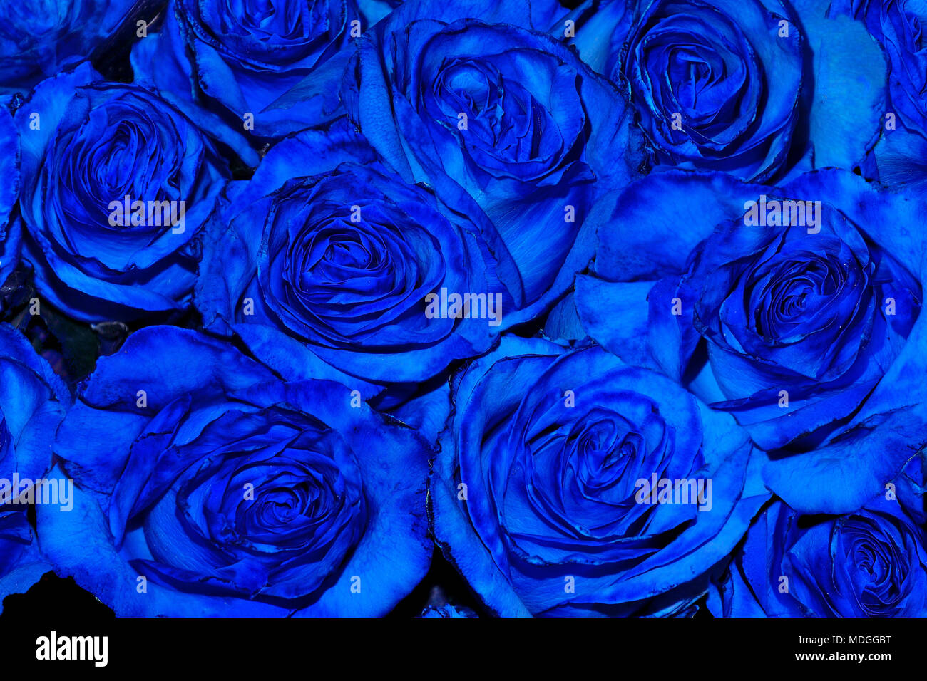 Beautiful floral festive background from blue blooming fresh roses close up as greeting card for any holiday or  event Stock Photo