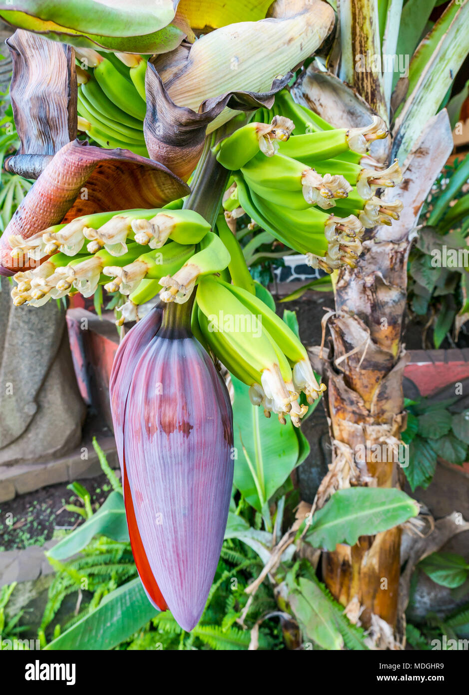 Close up of large banana flower and bananas growing on banana plant, Hanga Roa, Easter Island, Pacific, Chile Stock Photo