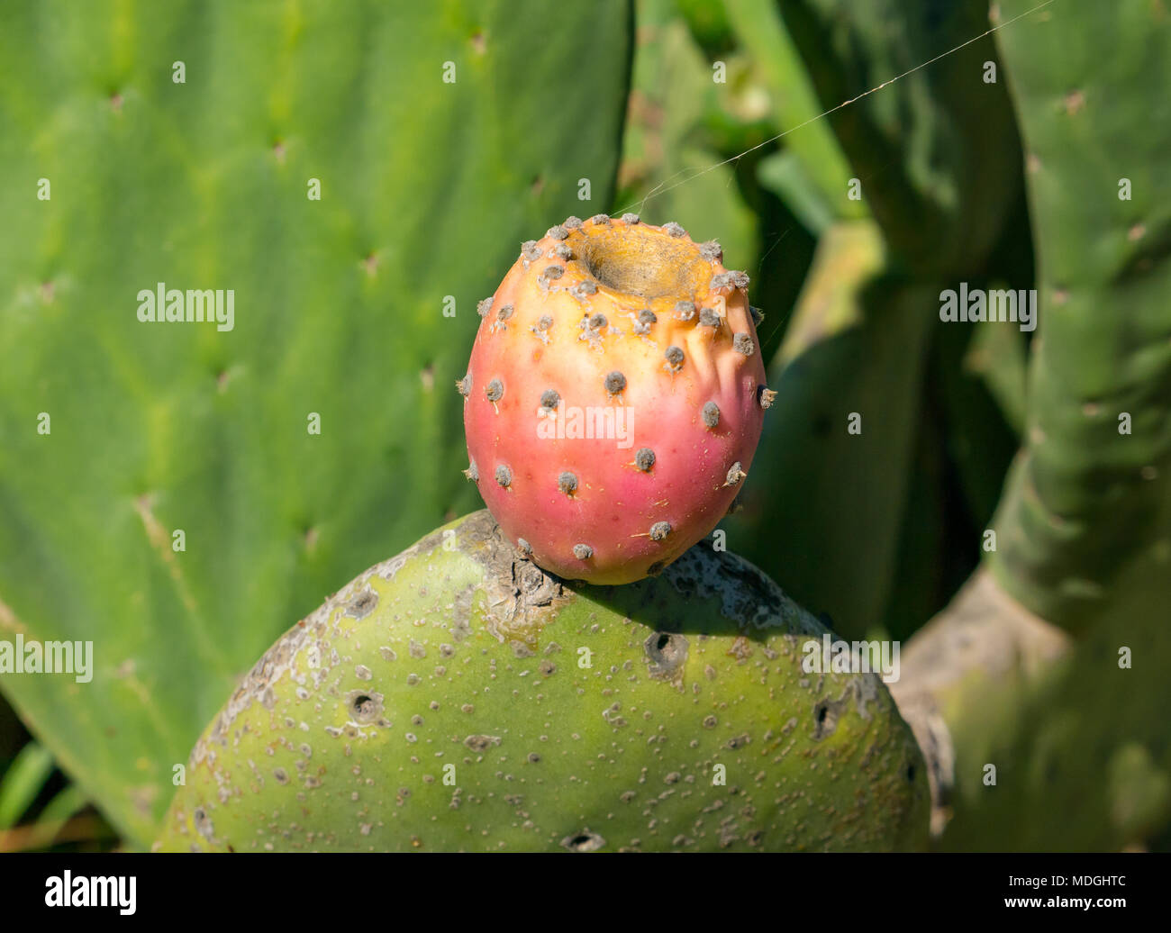 Close up of sunlit prickly pear cactus fruit, Opuntia, growing in Santa Cruz, Colchagua Valley, Chile, South America Stock Photo