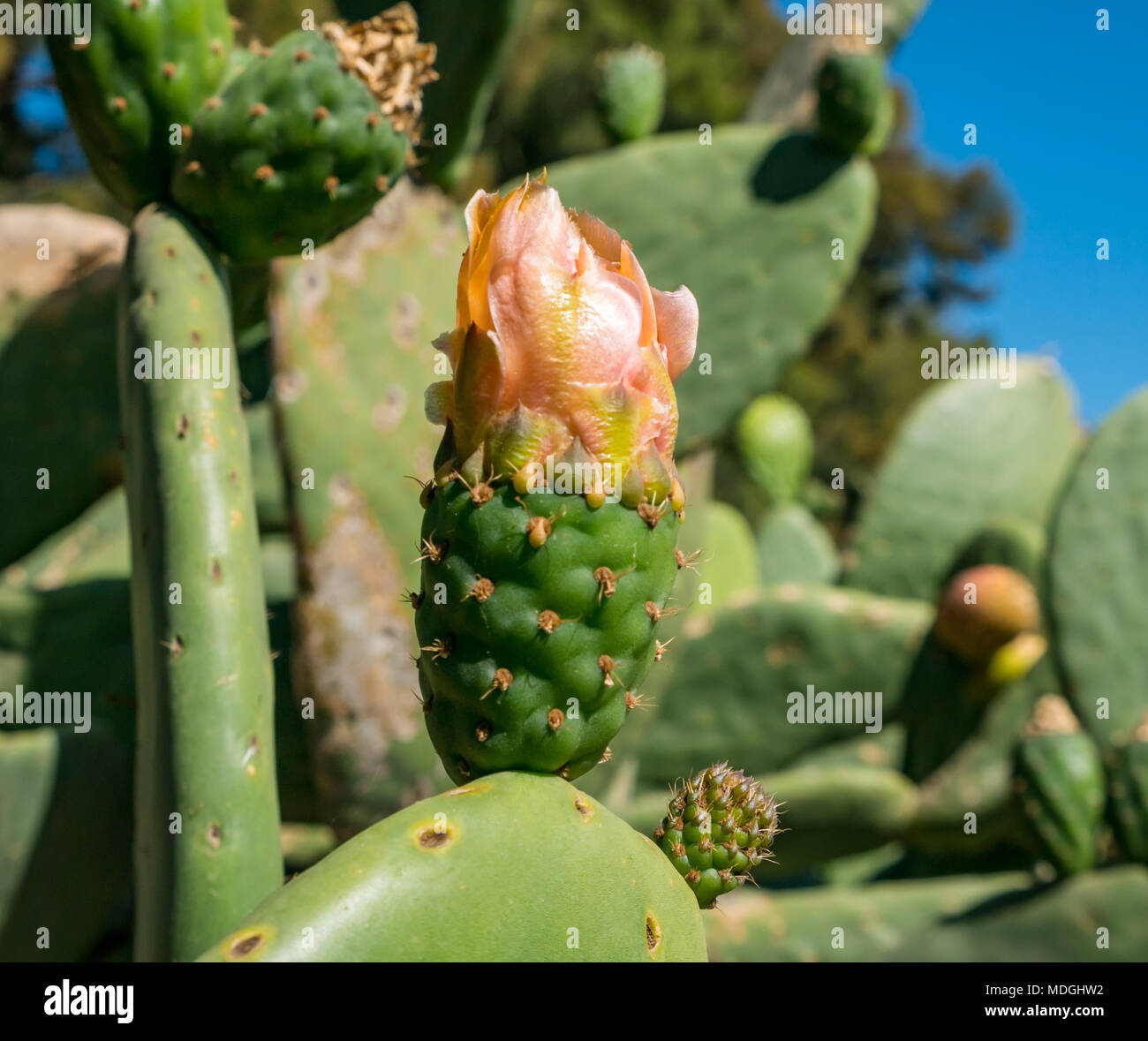Close up of sunlit prickly pear cactus fruit, and flower, Opuntia, growing in Santa Cruz, Colchagua Valley, Chile, South America Stock Photo
