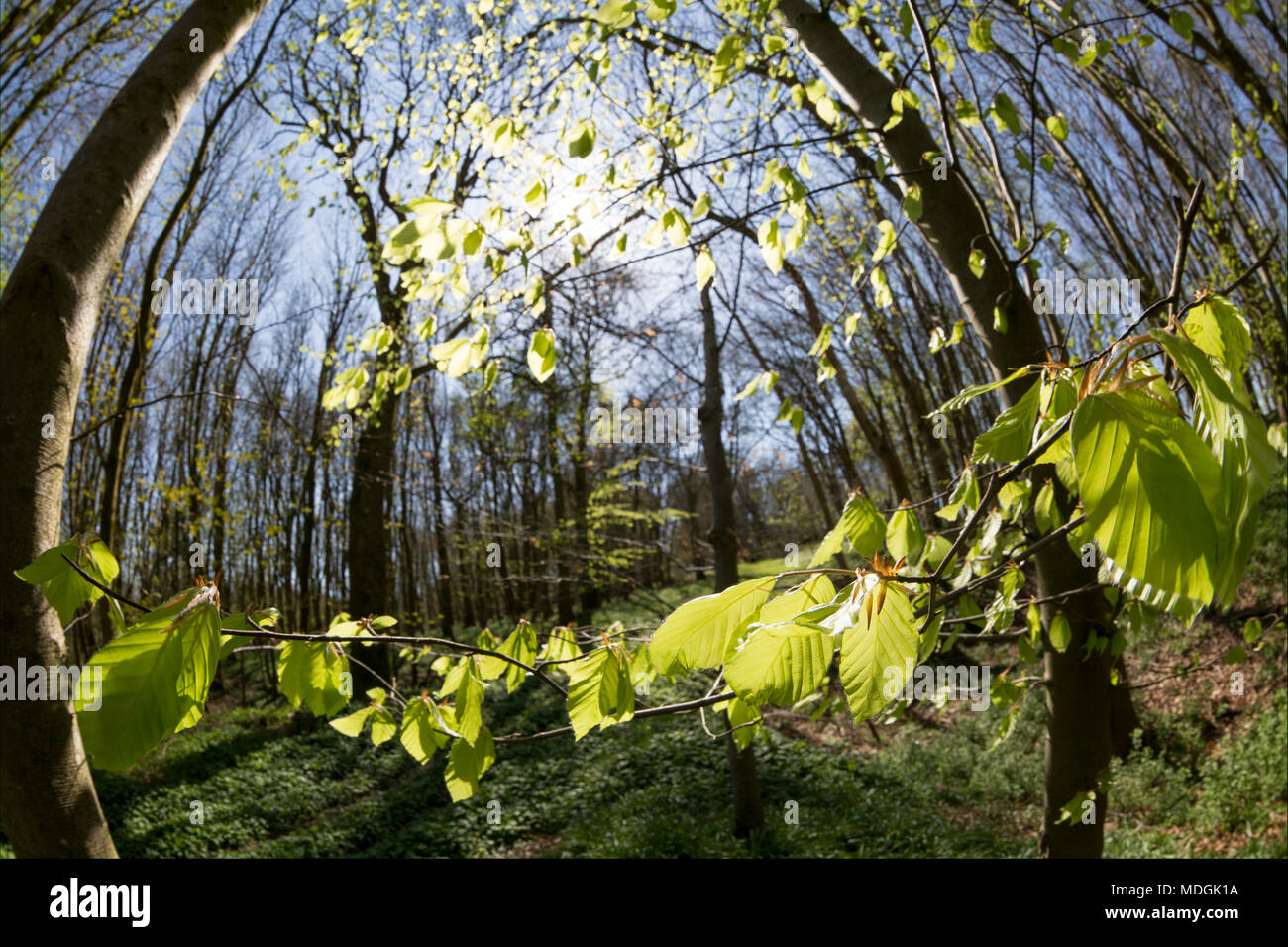 Beech leaves starting to appear  after a long winter in woodland in North Dorset England UK April 19 2018. Stock Photo