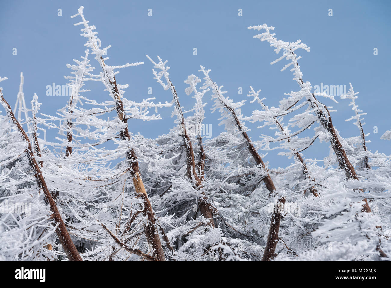 Landscape of fir trees or pine trees covered by snow on the background of winter season Stock Photo