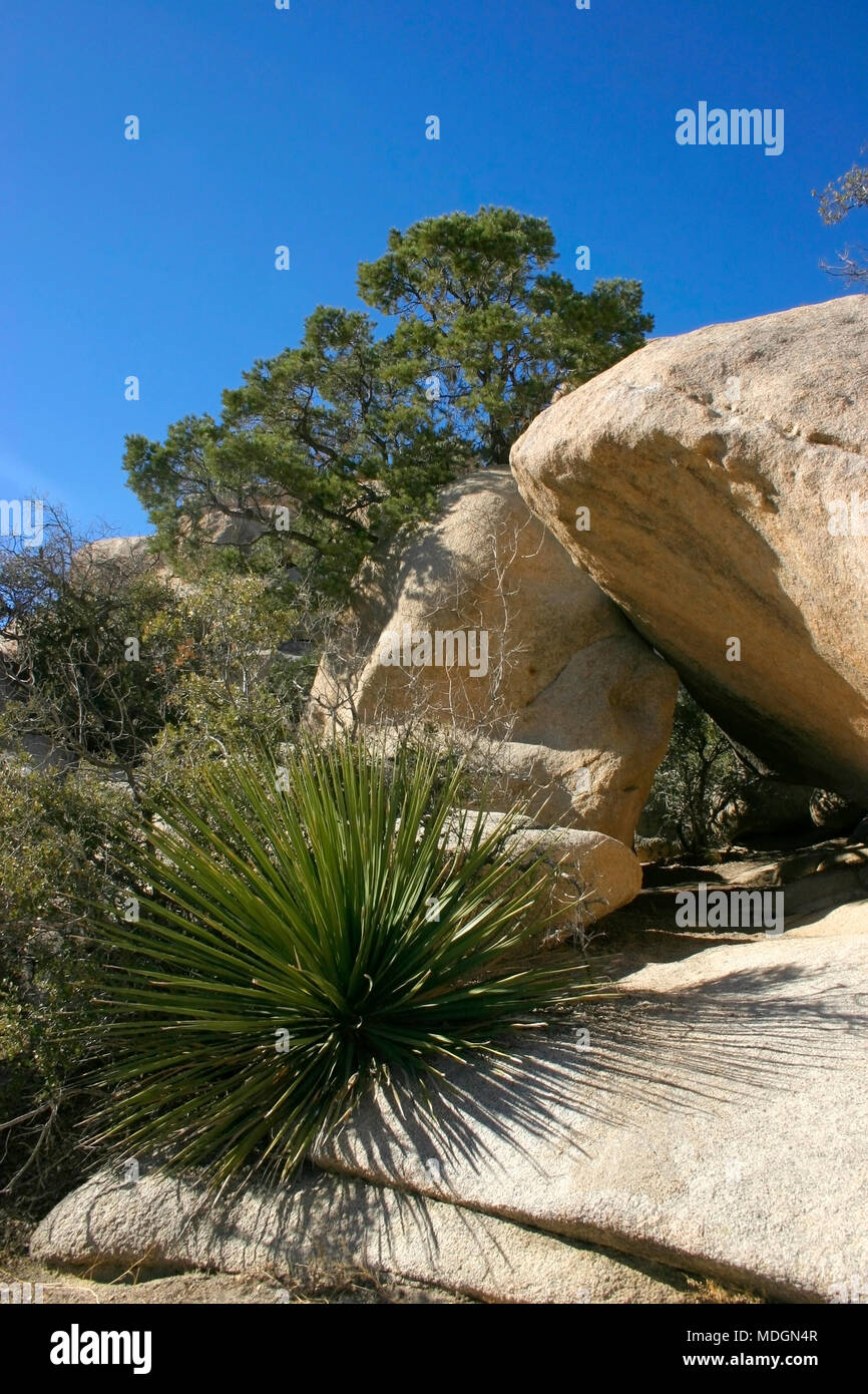 Joshua Tree Landscape Yucca Brevifolia Mojave Desert Joshua Tree National Park California Stock Photo