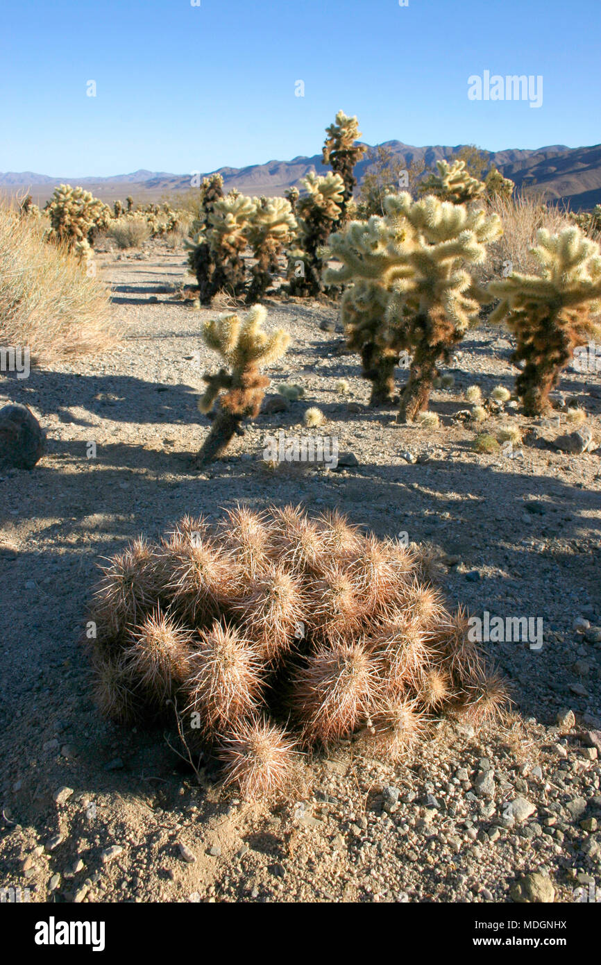 Tree like cactus hi-res stock photography and images - Alamy