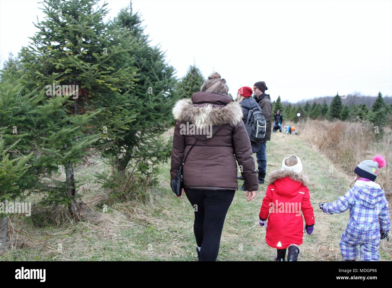People walking on a path in search of a green holiday tree Stock Photo