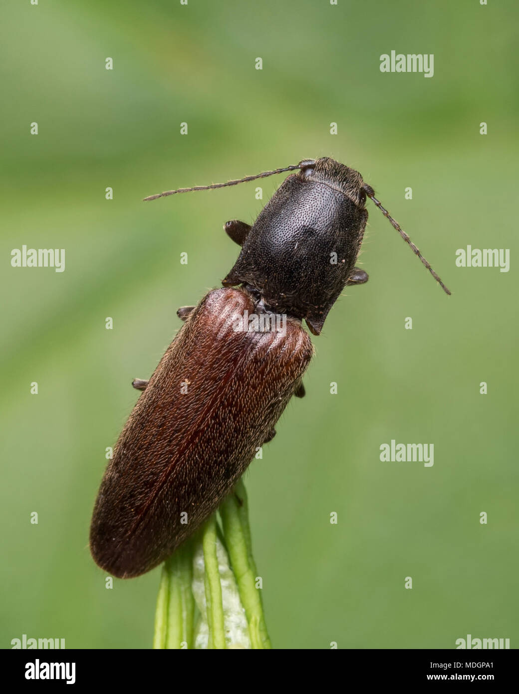 Click Beetle in the family Elateridae perched on top of plant leaf in woodland habitat. Tipperary, Ireland Stock Photo