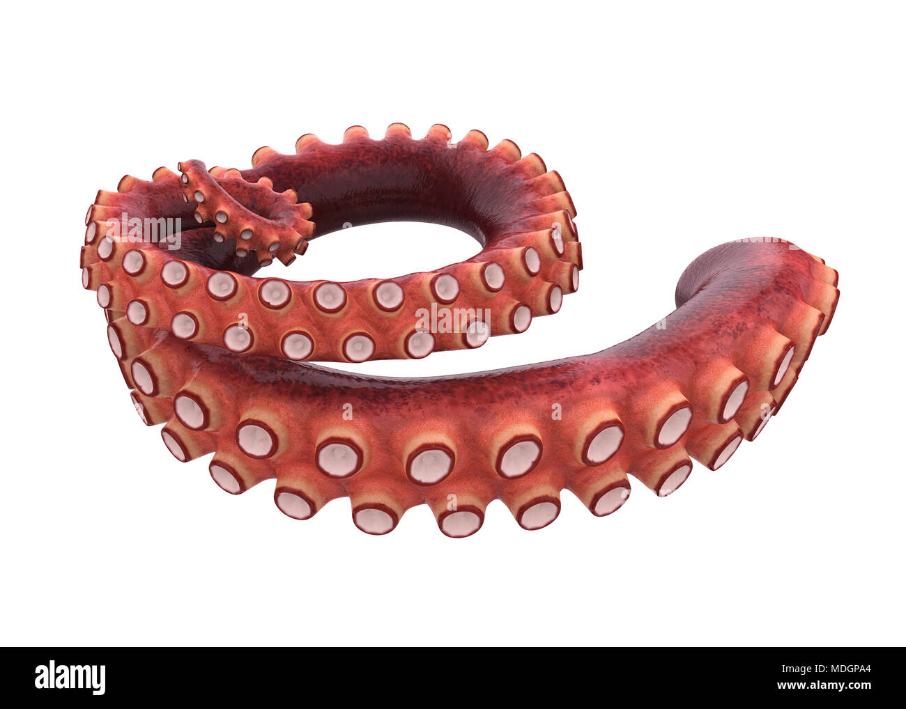 Octopus Tentacle Isolated Stock Photo