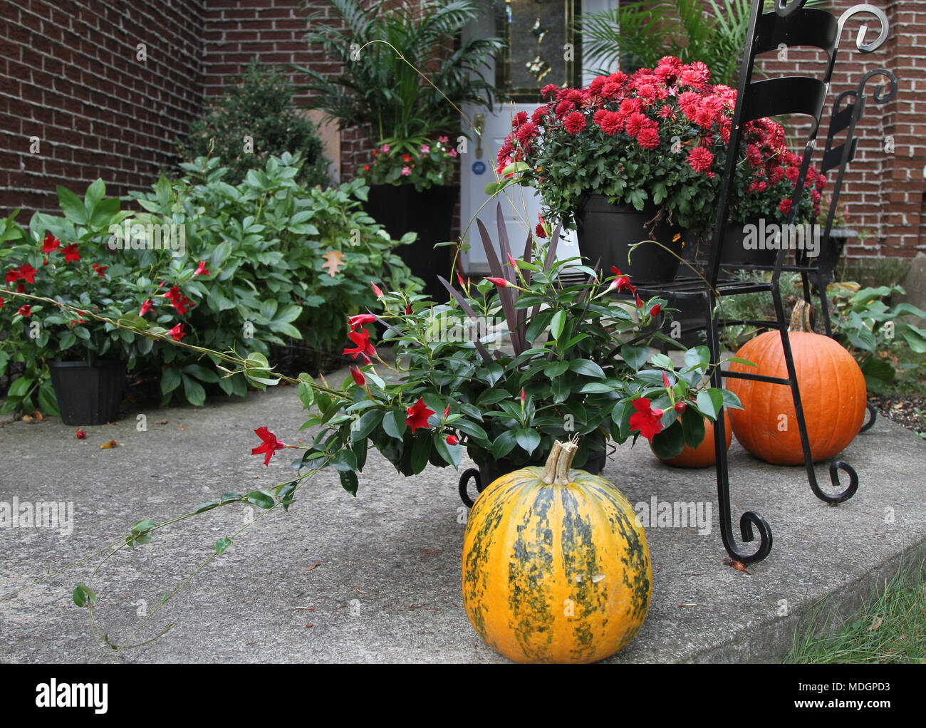 Colorful flowers and various types of pumpkins on display Stock Photo