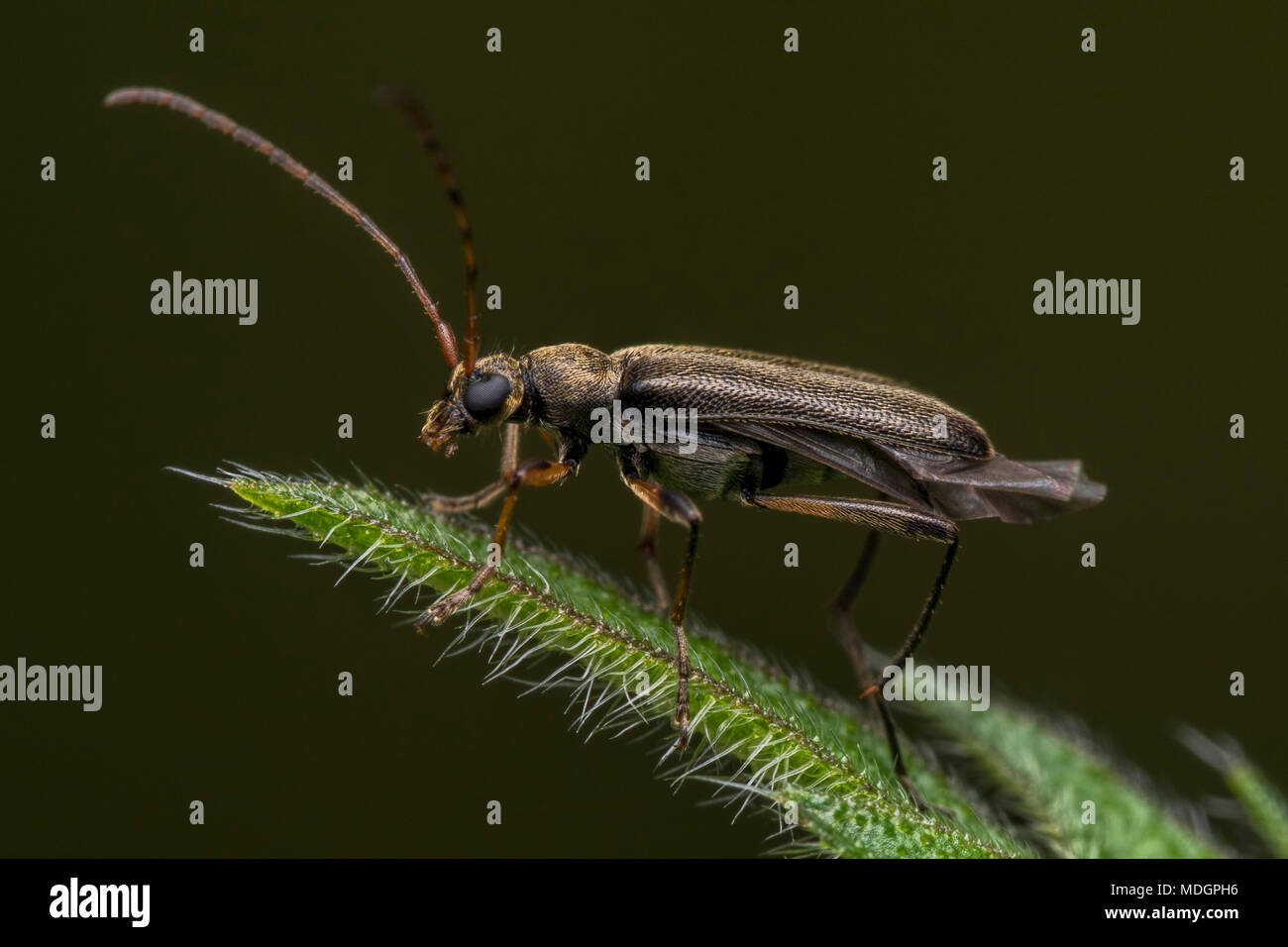 Longhorn Beetle (Grammoptera ruficornis) perched on the edge of leaf in woodland habitat. Tipperary, Ireland Stock Photo