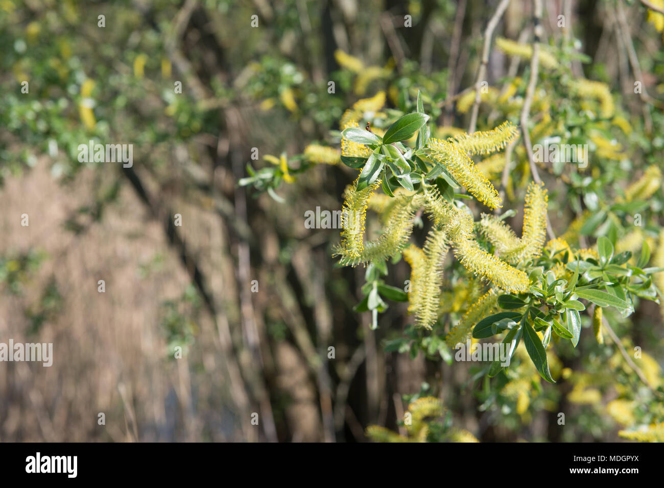 Willow flowers - catkins in the forest Stock Photo