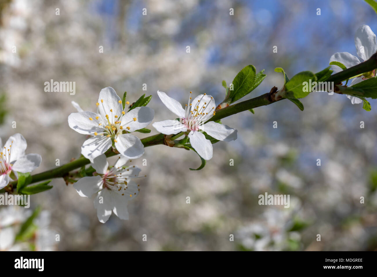 Cherry plum tree blossoms (Prunus cerasifera) in April Stock Photo