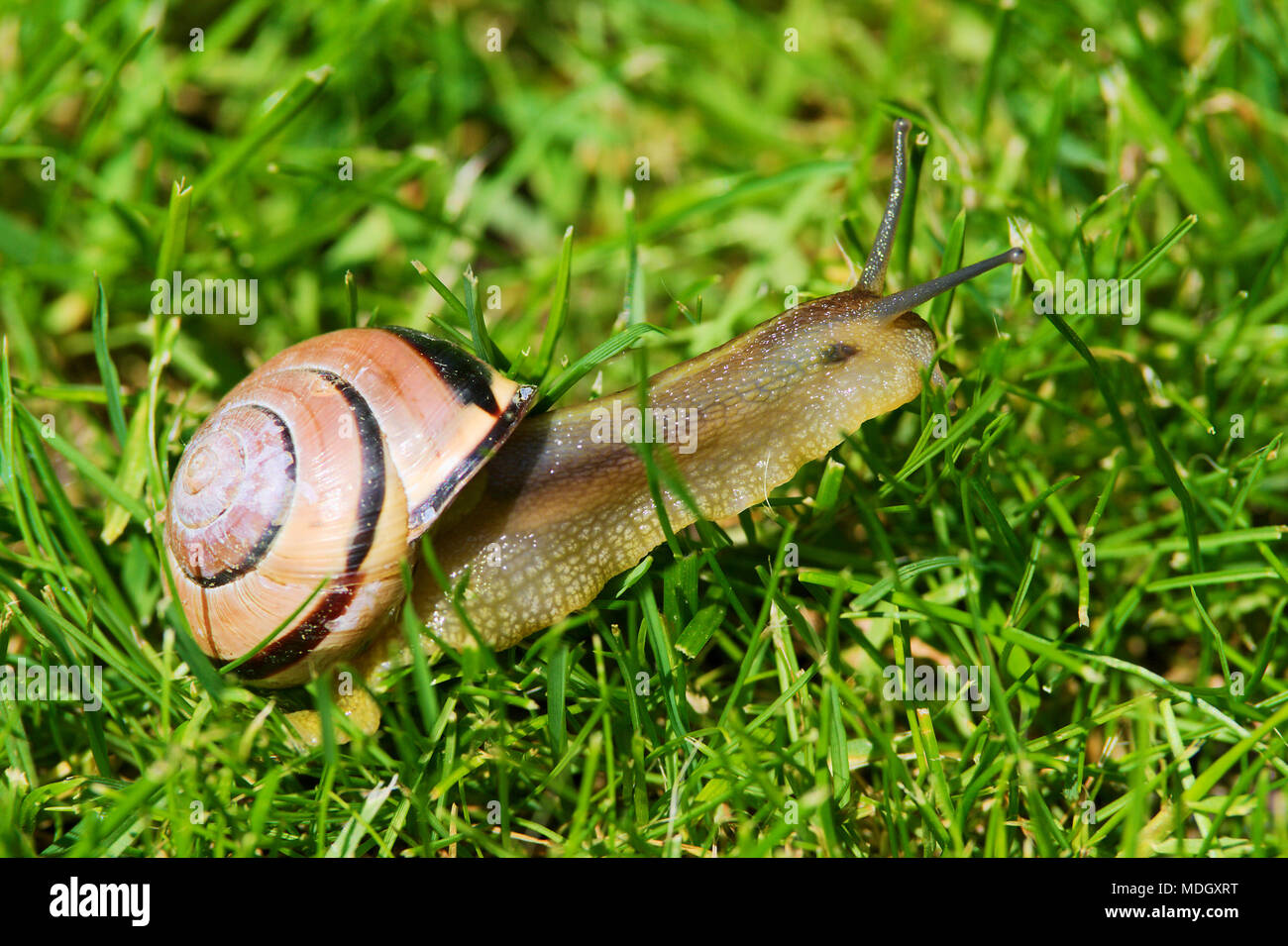 Grove snail or brown-lipped snail, Cepaea nemoralis, sliding through fresh green grass. Closeup of land snail with spiral shell on meadow. Stock Photo