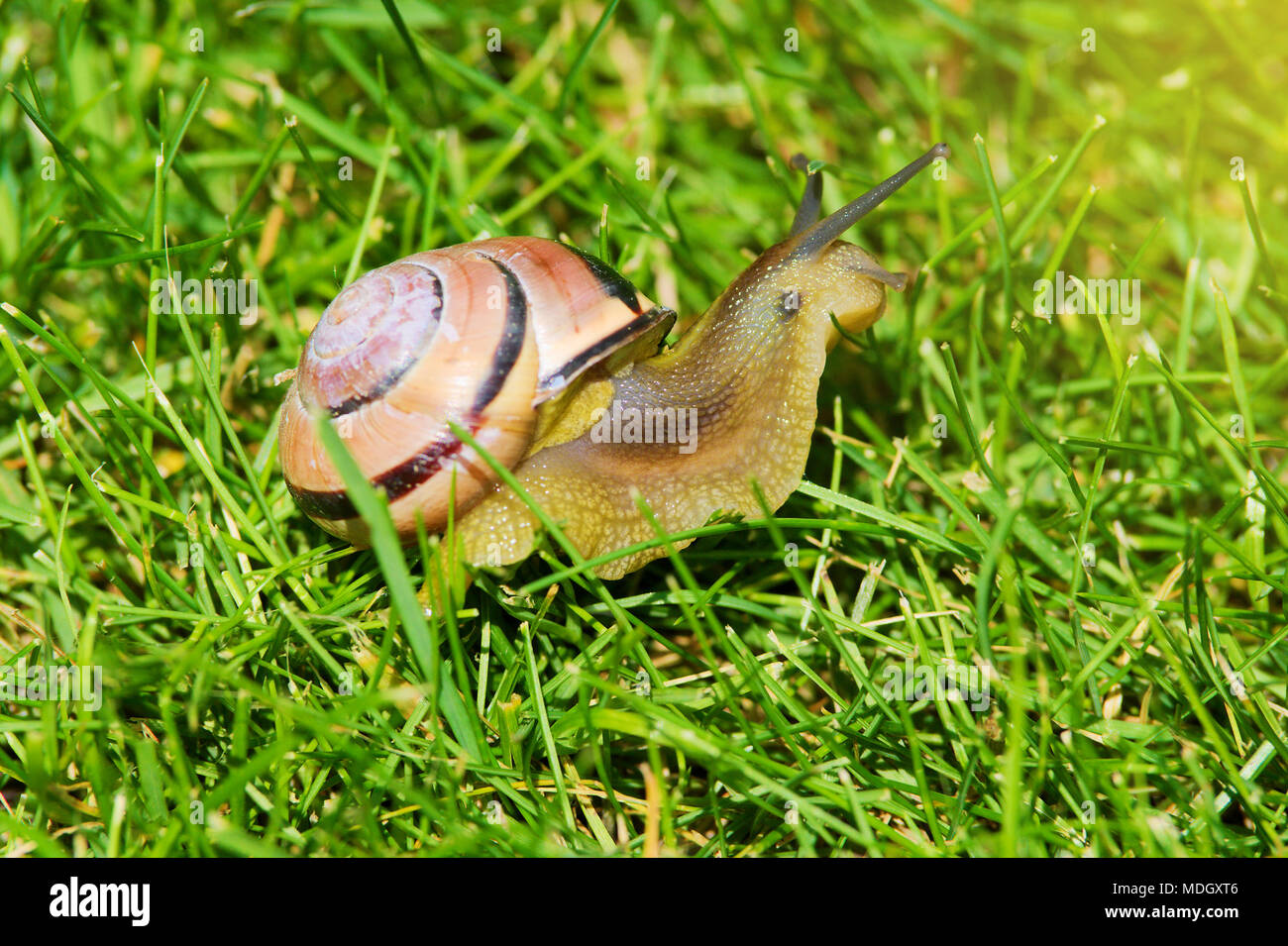 Grove snail or brown-lipped snail, Cepaea nemoralis, sliding through fresh green grass. Closeup of land snail with spiral shell on meadow. Stock Photo