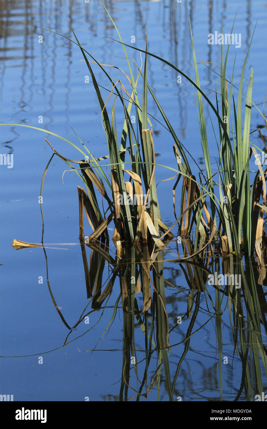 reeds reflected in glassy blue lake surface Stock Photo