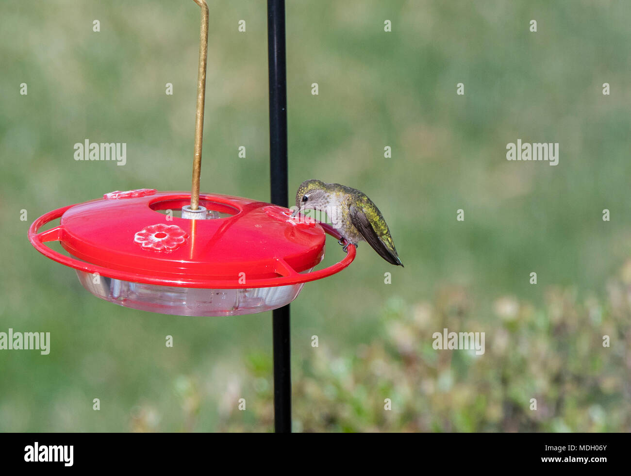 Wild Female Adult Anna's Hummingbird at a Feeder During Migration Stock Photo