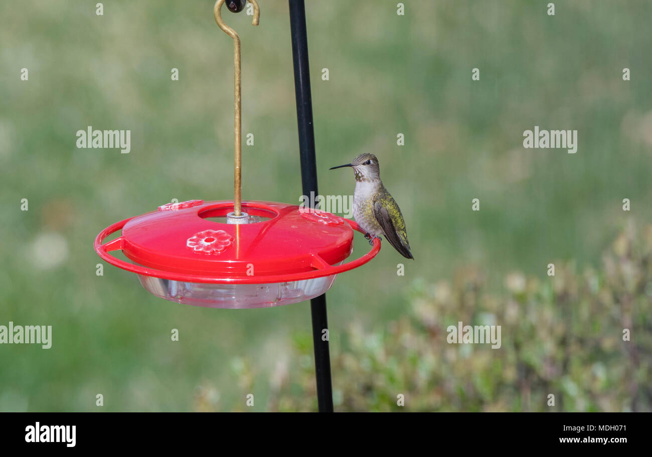 Wild Female Adult Anna's Hummingbird at a Feeder During Migration Stock Photo