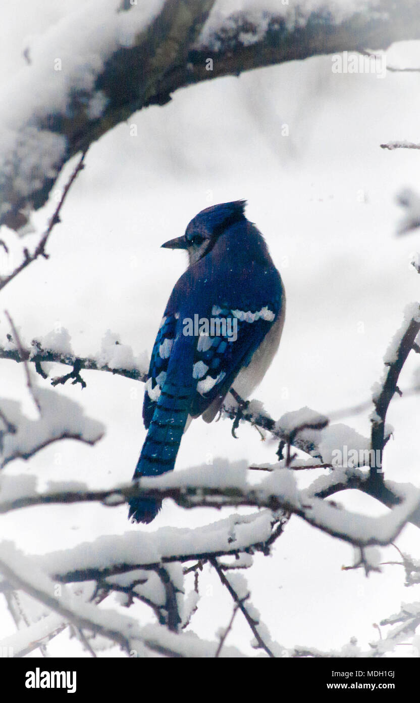 A Blue Jay sits alone after an April Storm Stock Photo Alamy