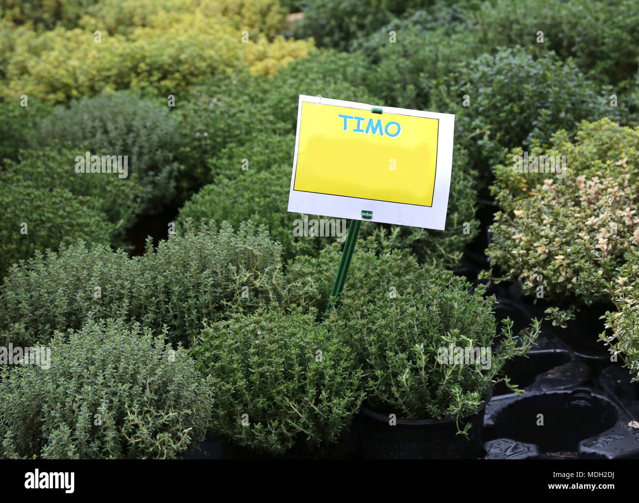 aromatic plant with label with the text TIMO which in Italian means