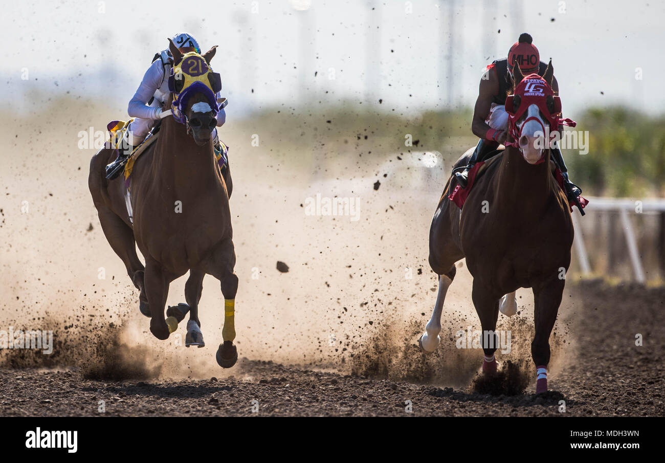 Horse racing at sunset at Hipodromo of Hermosillo, Sonora Mexico. Mexican guys trying to win the race.Horse racing, Horse racing. Betting. racecourse Stock Photo