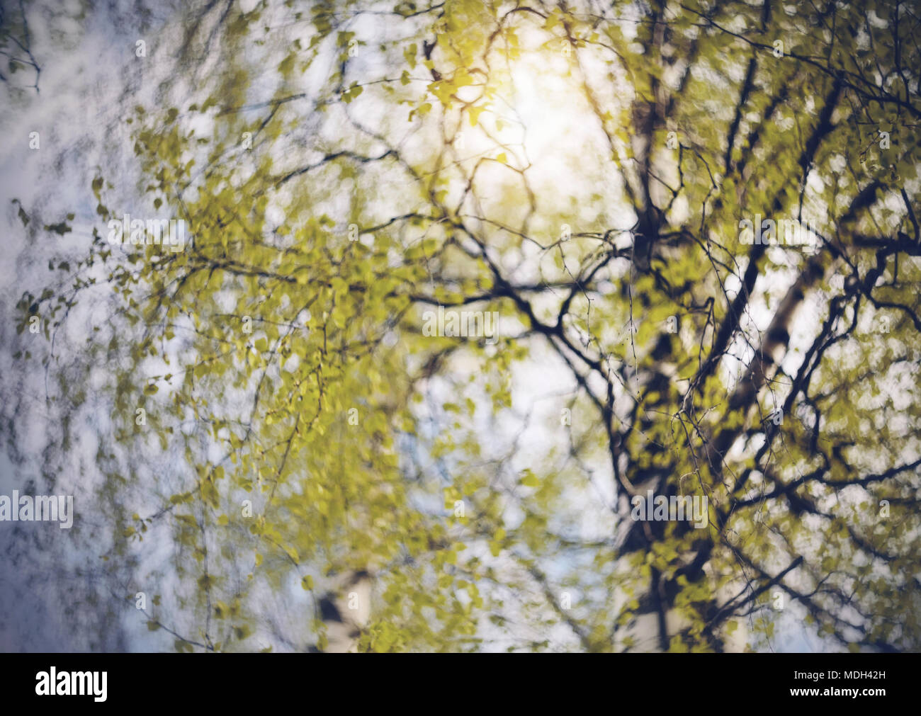 The spring branches of a birch lit with the sun Stock Photo - Alamy
