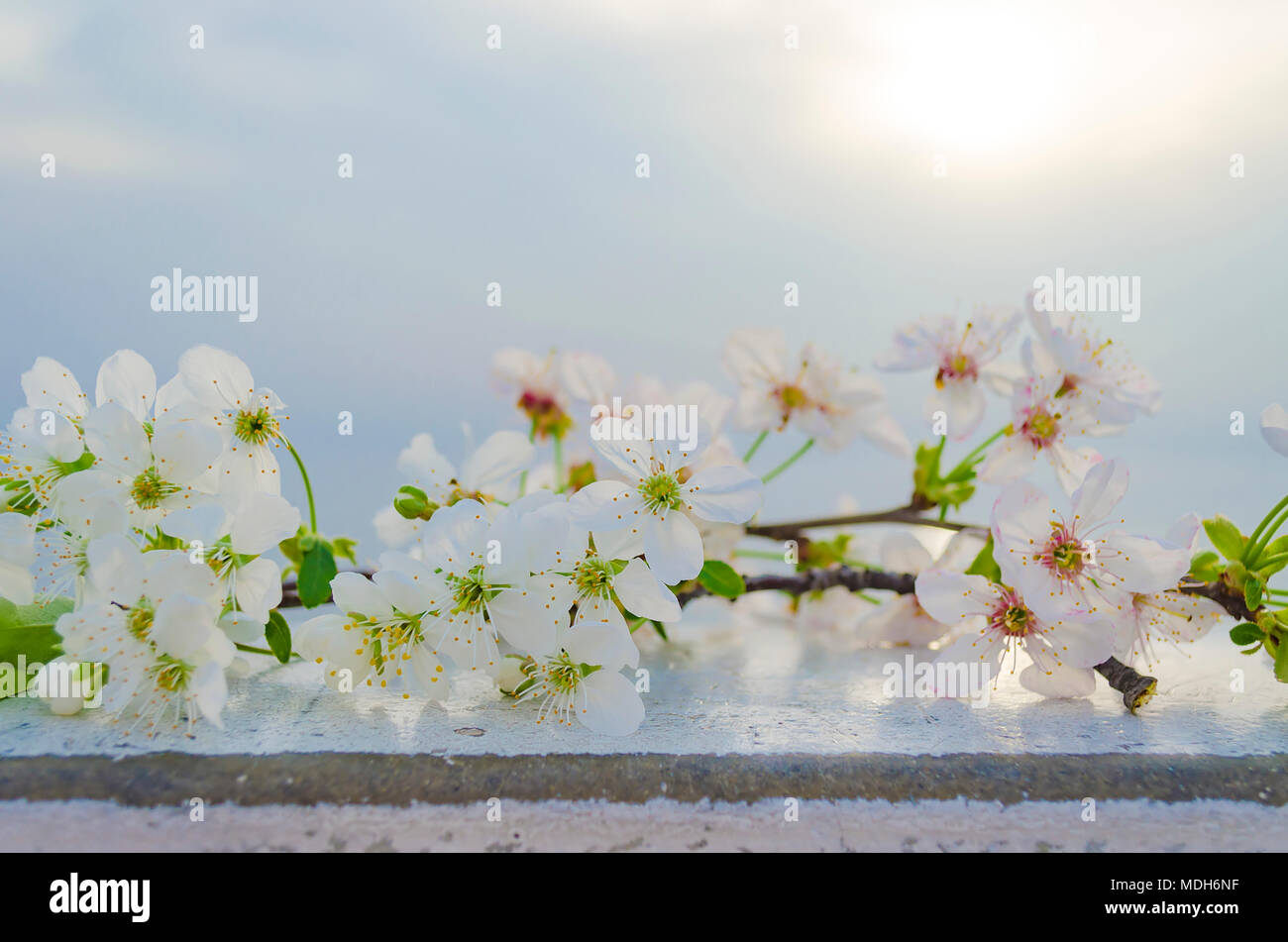 Blossom by the sea hi-res stock photography and images - Alamy