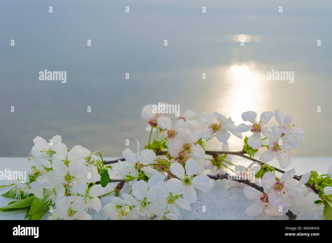 Blossom by the sea hi-res stock photography and images - Alamy